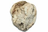 Bargain, Fossil Dinosaur Vertebra Centrum - Montana #351954-2